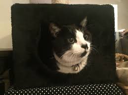 gatos おしゃれまとめの人気アイデア pinterest テラ 高関 ねこ