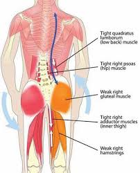 Topographically the muscles in this group are classed along with the lateral torso in broad terms the extrinsic muscles of the back are innervated by the ventral branches of the spinal nerves and individual cranial nerves. Physioosteobook Quadratus Lumborum Muscle Ql How Facebook