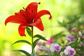 Identificar Tipos De Azucenas O Lirios Lirios Flores Azucena Jardineria Y Plantas