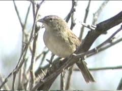 Image result for Burttia prunoides