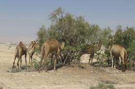 If i don't see that yellow ribbon round the old oak tree bus driver please look for me. The Holyoaks In The Holy Land Camels