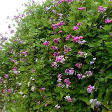 How will you know which one to use. Dipogon Lignosus Cape Sweet Pea Buy Online At Annie S Annuals