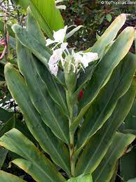 Check spelling or type a new query. Hedychium Coronarium White Ginger Butterfly Ginger Lily Toptropicals Com
