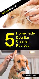 5 Homemade Dog Ear Cleaner Recipes In 2020 Dog Ear Cleaner Recipe Dog Ear Cleaner Dog Ear Cleaner Homemade