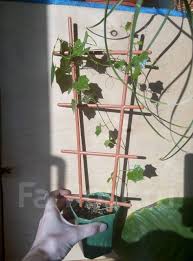 Image result for Cyclantheropsis parviflora