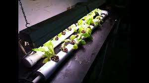 Hydro means water while ponics is a word for hard labor. Home Made Diy Dft Nft Pvc Hydroponic System Youtube