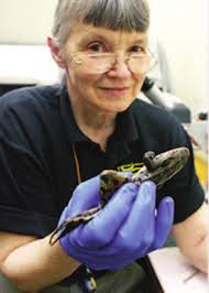 Newsletter of the Mycological Society of America Fungal Art