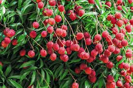 Check spelling or type a new query. How To Grow Lychee Trees
