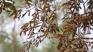 Image result for xylella fastidiosa oleander symptoms