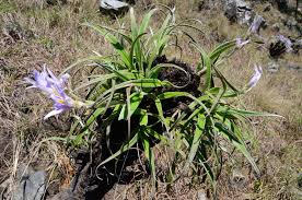 Image result for Xerophyta villosa