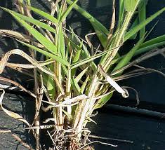 Image result for Melinis tenuissima