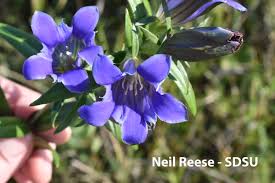 Image result for Gentianaceae