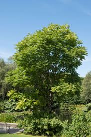 Image result for Toona