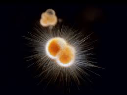 Radiolaria