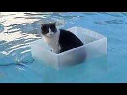 The laugh you get from watching the videos will always create an awesome moment and as known, a good laugh is always recommended. Cats Will Make You Laugh Your Head Off Funny Cat Compilation Youtube
