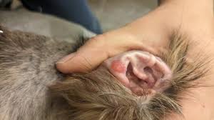 Image result for abscess dog's ear flap