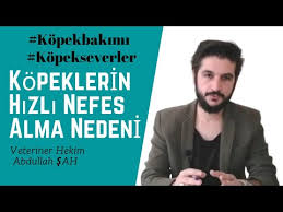 Kopeklerde Titremenin 5 Nedeni