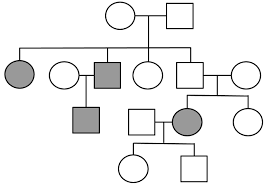 The symbols used for a pedigree are genetics pedigree worksheet answer key huntington s disease talking related with pedigree problem worksheet answers, we already. Pedigrees Practice Pedigrees Practice Human Genetic Disorders