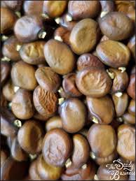 Image result for Craibia zimmermannii