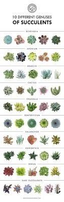 10 Different Genuses Of Succulents Succulents Echeveria Sedum Cactus Kalanchoe Aeonium Sene Suculentas Ideias De Jardinagem Jardim De Plantas Suculentas