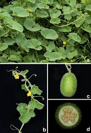 Image result for Cucurbitaceae