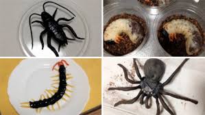 Hewan mirip ular tapi berkaki 4 bikin penasaran, ini jawabannya. Coba Tebak Ini Makanan Berbentuk Serangga Atau Serangga Sungguhan Berita Jepang Japanesestation Com