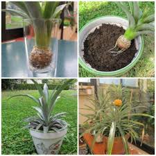 16 Fruits Et Legumes A Faire Pousser A L Infini A Partir De Leurs Restes Planter Des Legumes Jardinage En Pots Jardins