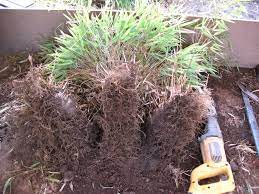 Check spelling or type a new query. How To Propagate Bamboo Bamboo Co Op
