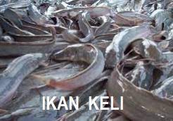 Cara ternak kelinci pedaging dari awal sampai akhir, cocok untuk pemula dan memiliki peluang besar untuk membuka usaha. Anim Agro Technology Ikan Keli Dan Usahawan Benih Keli