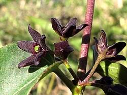 Image result for Vincetoxicum