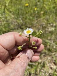 Image result for Oxyanthus strigosus