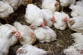 Laser enrichment reduces muscle damage in fast-growing broilers