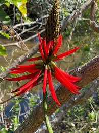 Image result for Erythrina livingstoniana