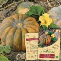 Courge Musquee De Provence Ou Muscade Bio La Semence Bio