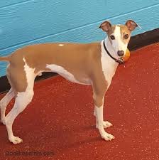 Italian Greyhound Dog Breed Information And Pictures