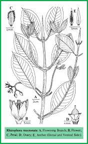 Image result for Rhizophora mucronata