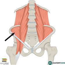 Maybe you would like to learn more about one of these? Hip Flexors Archives Anatomyzone