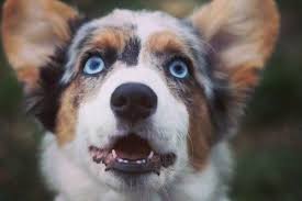 We did not find results for: Fluffy Grey Dog With Blue Eyes Cuteanimals