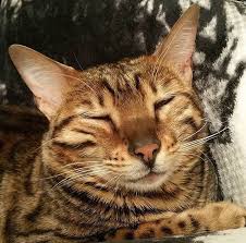 Cat kneading, also known as 'making biscuits' is adorable, but have you ever wondered why they do it? Why Do Bengals Knead Bengal Cat Care