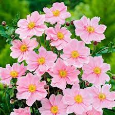 Herbstanemone Serenade Online Kaufen Bei Gartner Potschke Herbstanemone Winterharte Pflanzen Anemone