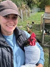 taming aggressive roosters with swaddling techniques