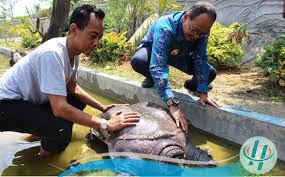 Tepatnya di area lahan lereng. Kado Awal Tahun 2020 Populasi Kura Kura Di Taman Bejekew Tubaba Bertambah Headline Lampung