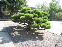 You can sow straight into your bonsai pot. Japanese Black Pine Coniferous Forest