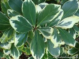 Image result for Corynocarpus