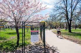 Cherry trees blossom for about a week and a half if the weather is not rainy. Here S What Cherry Blossoms Look Like In Toronto Right Now So You Don T Need To Leave Your Home