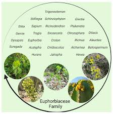 Image result for Croton steenkampianus