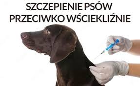 Szczepienia przeciwko wściekliźnie – Urząd Gminy Łabunie