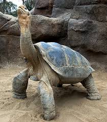 10 Facts About Turtles And Tortoises