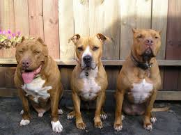 Pin By Big Barker Dog Beds On Loyal Pitbulls Pitbulls Pitbull Facts Best Dog Food