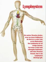 Dazu gehören die lymphknoten, die thymusdrüse (thymus), die milz (lien) und die mandeln (tonsillae). Lymphsystem Pro Patient Online